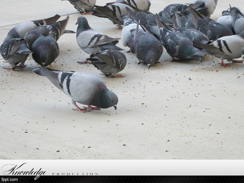 [בתמונה: האכלת ציפורים בשבת שירה... תמונה חופשית שהועלתה על ידי themozhi's pixel displays לאתר flickr]