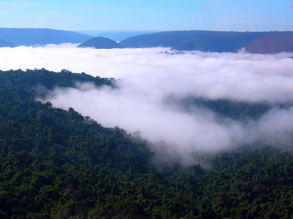 [בתמונה: יער האמזונס כדוגמה למערכת אקולוגית של יחסי גומלין הדדיים... תמונה חופשית לשימוש ברמה CC BY 2.0,  שהועלתה על ידי Ana_Cotta לאתר flickr]