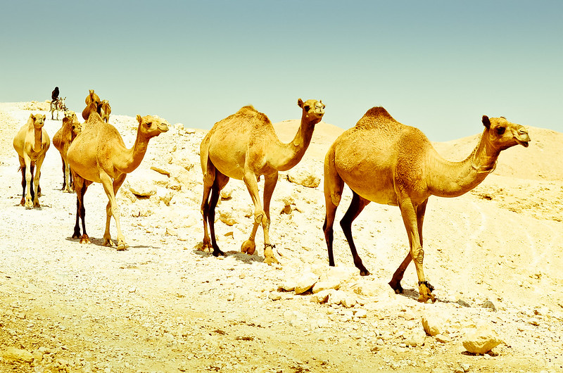 [בתמונה: מסע יעקב למצרים... תמונה חופשית לשימוש ברמה CC BY 2.0, שהועלתה על ידי amir appel לאתר flickr]