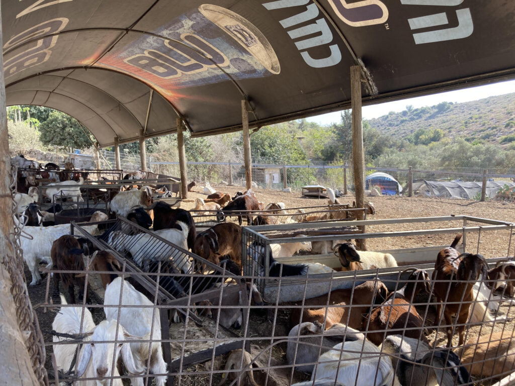 [בתמונה: קשה להיות יהודי בחווה במדינת ישראל... התמונה: גרשון הכהן]