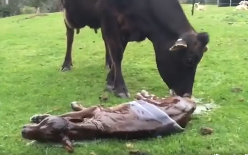 [Picture: a newly born calf must not be sacrificed before it is at least eight days young if only to allow its mom a sense of motherhood, if not bonding, with its child. ... The image is a screenshot]