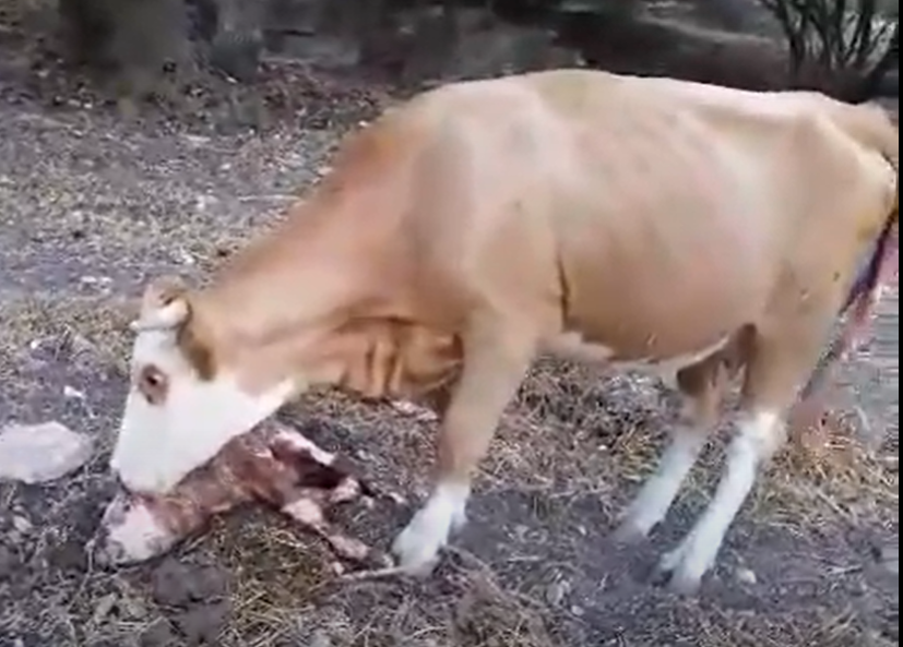 [Picture: a newly born calf must not be sacrificed before it is at least eight days young, if only to allow its mom a sense of motherhood, if not bonding, with its child. ... The image is a screenshot]