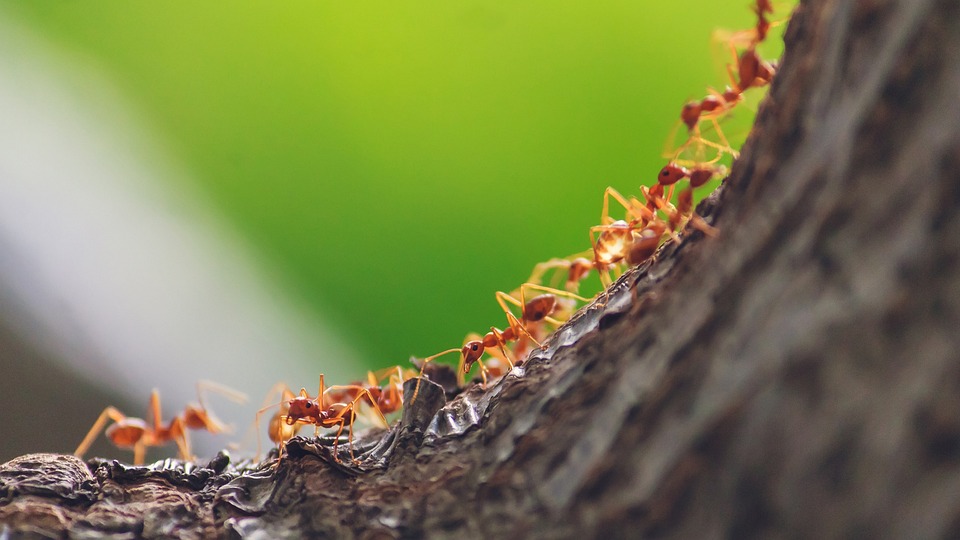[בתמונה: שיתוף פעולה בטבע, כמו בארגונים - הנמלים והפטריות... תמונה חופשית לשימוש ברמה CC BY 2.0, שהועלתה על ידי monsterpong09 לאתר FIXABAY]