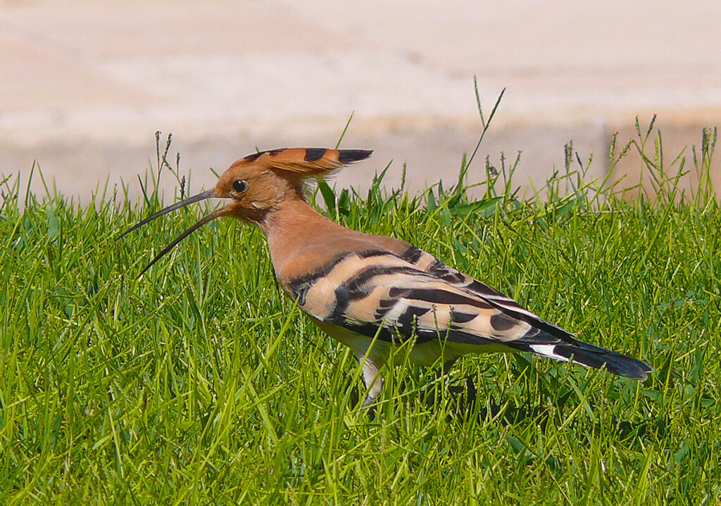 [בתמונה: הדוכיפת – מעוף טמא לציפור הלאומית של ישראל... תמונה חופשית לשימוש ברמה CC BY 2.0, שהועלתה על ידי Zachi Evenor לאתר flickr]