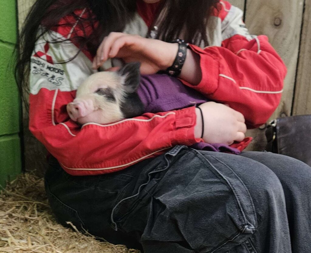 [בתמונה: אזרחים אירופים – בעיקר נשים – מגדלים חזירים קטנים כחיות מחמד (למשל "חזירי מיניפיג") והולכים איתם בפומבי, לא בשל אהבת החזיר כחיית מחמד דווקא, אלא כתגובה זהותית מול "האיום האיסלאמי"... המקור: דף הטוויטר של doll bun. אנו מאמינים כי אנו עושים בתמונה שימוש הוגן]